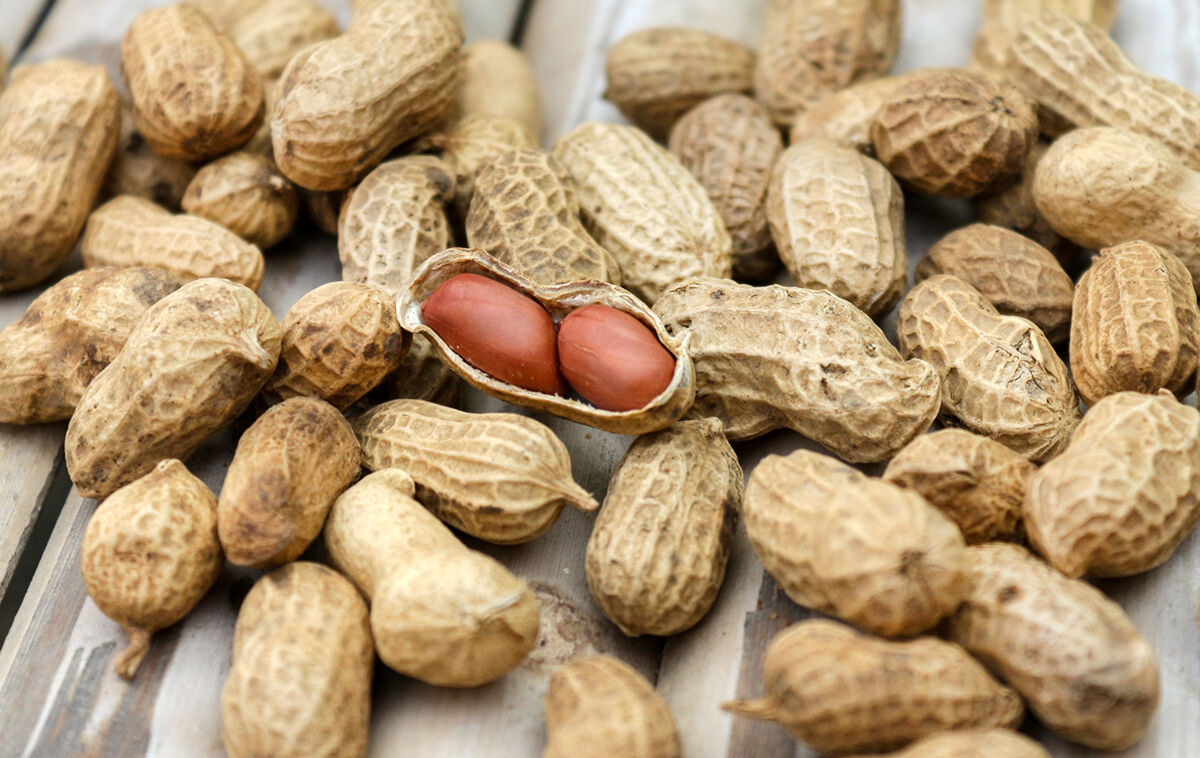 Peanuts are legumes